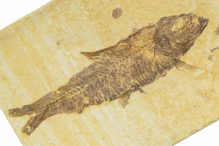 Detailed Fossil Fish (Knightia) - Wyoming #345367
